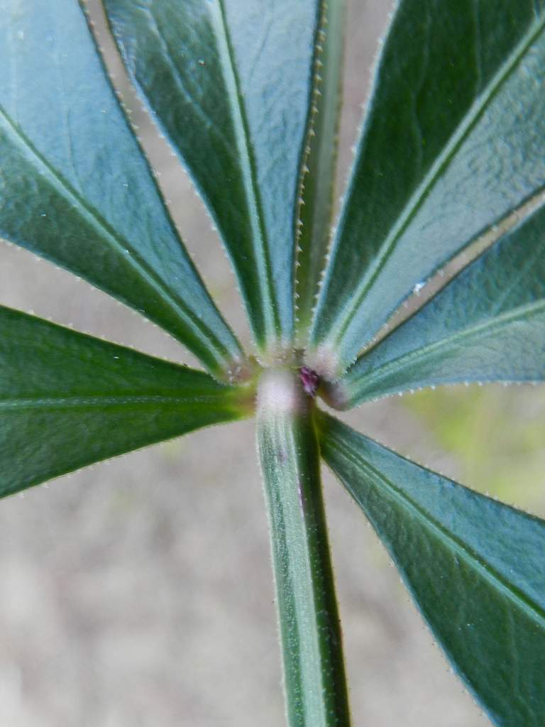 Rubia peregrina subsp. peregrina